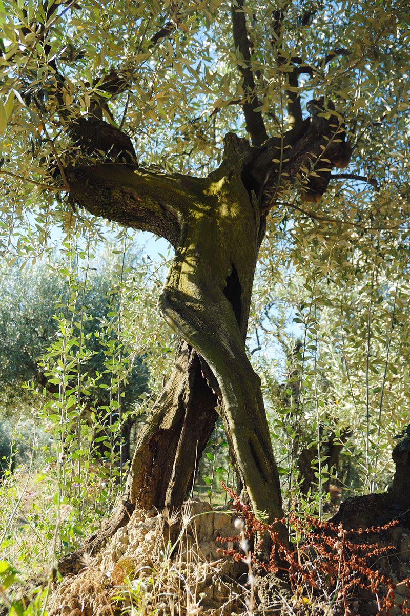 Olivier à Vaison la Romaine