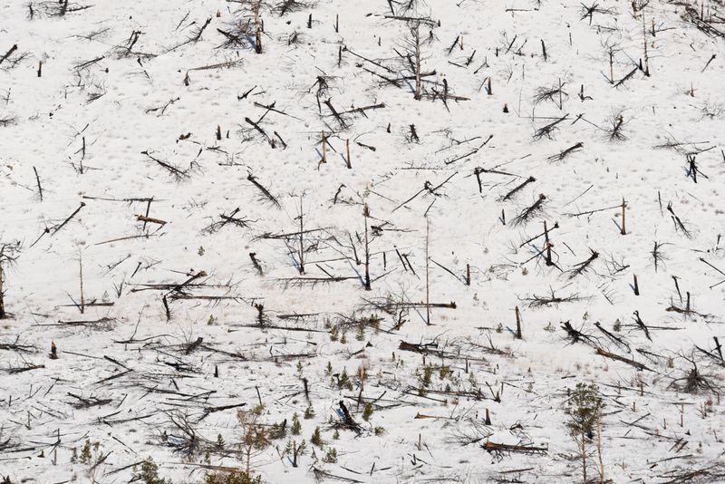 Forêt sur les bords du lac Baïkal