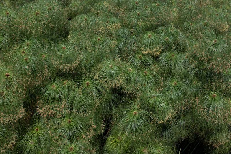 Bosquet de papyrus à Syracuse